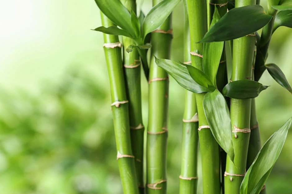 BAMBU ( PHYLLOSTACHYS ) ÇİÇEĞİ HAKKINDA TÜM DETAYLAR