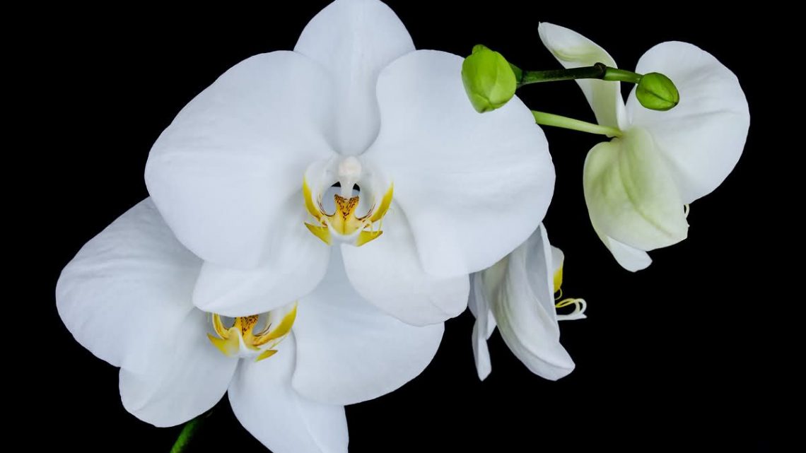 Orkide Renk Anlamları