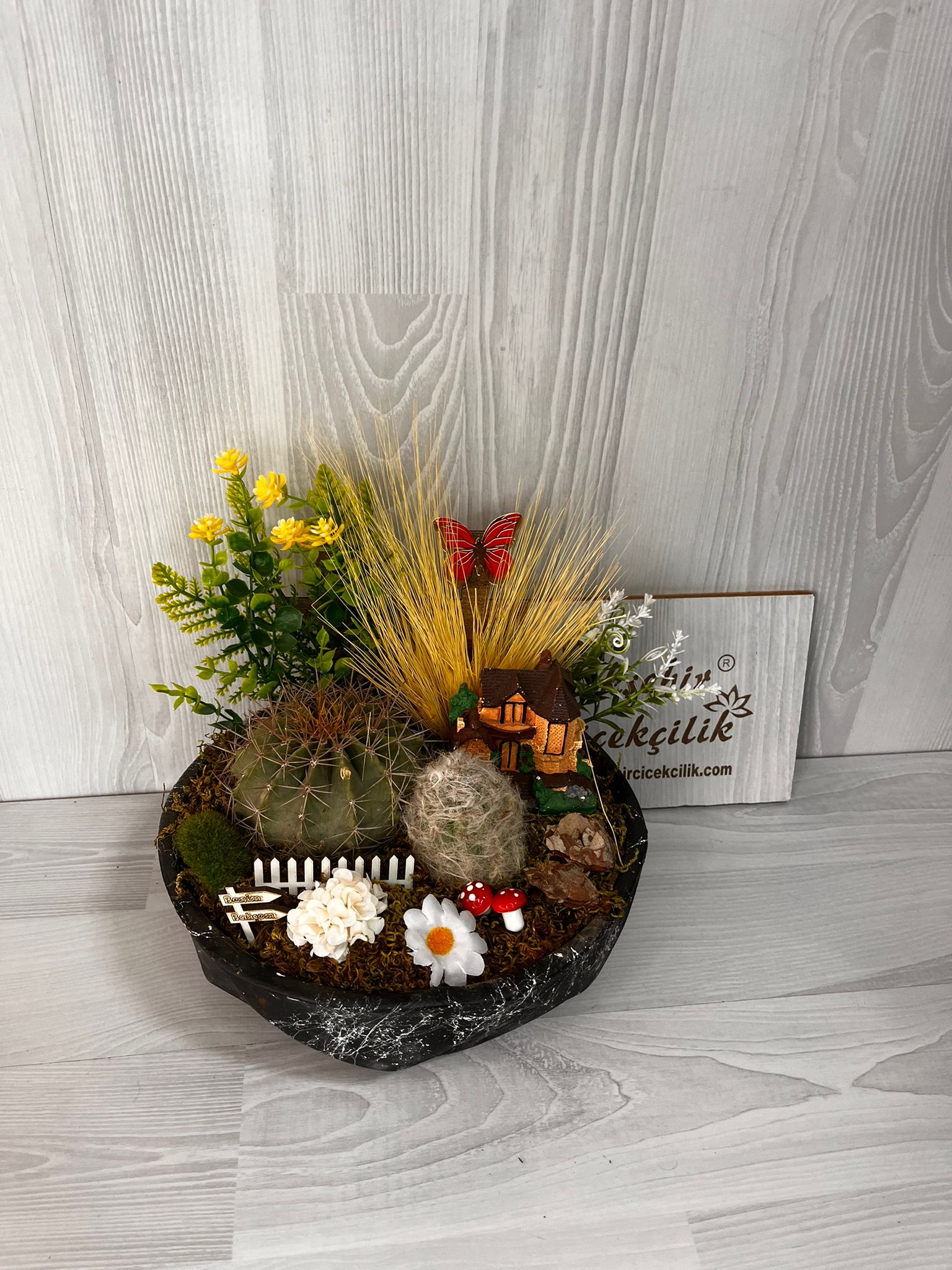 kaktüs bahçesi büyük boy