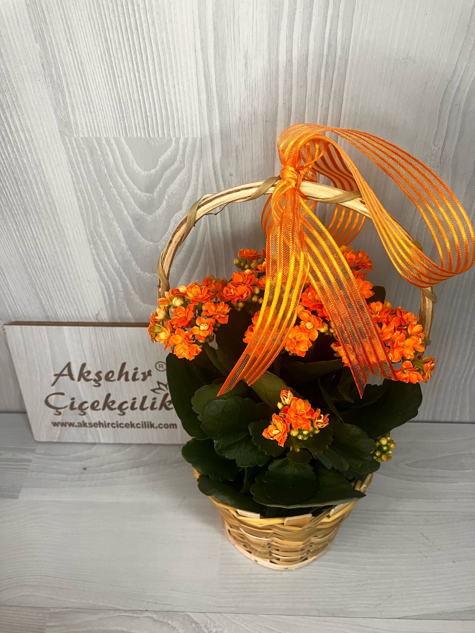 Sepette Kalanchoe